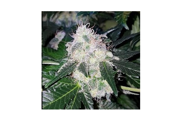 Monster Bud Kush (Zamnesia Seeds) femminizzata Monster Bud Kush (Zamnesia Seeds) femminizzata