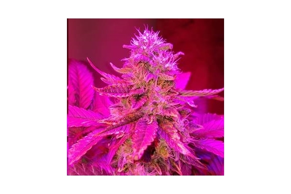 Monster Bud Kush (Zamnesia Seeds) femminizzata Monster Bud Kush (Zamnesia Seeds) femminizzata