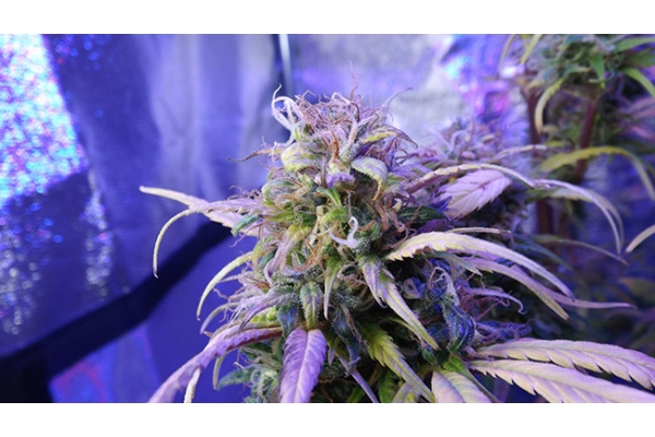Monster Bud Kush (Zamnesia Seeds) femminizzata Monster Bud Kush (Zamnesia Seeds) femminizzata