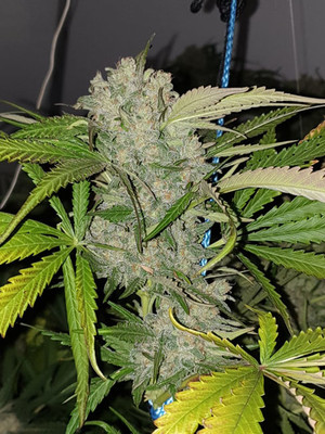 Monster Bud Kush (Zamnesia Seeds) femminizzata Monster Bud Kush (Zamnesia Seeds) femminizzata