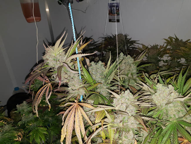 Monster Bud Kush (Zamnesia Seeds) femminizzata Monster Bud Kush (Zamnesia Seeds) femminizzata
