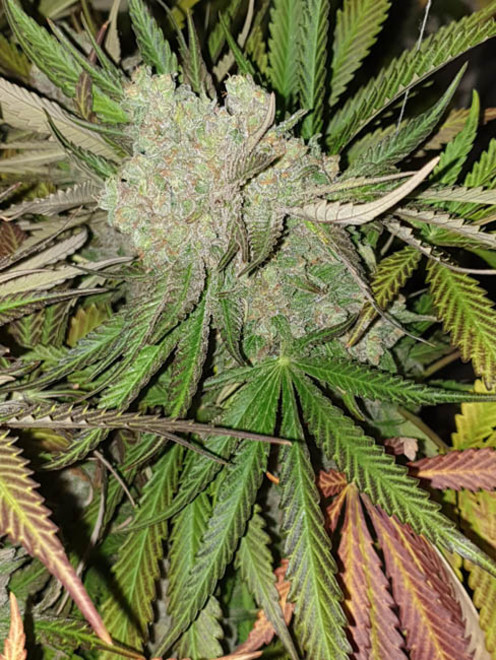 Monster Bud Kush (Zamnesia Seeds) femminizzata Monster Bud Kush (Zamnesia Seeds) femminizzata