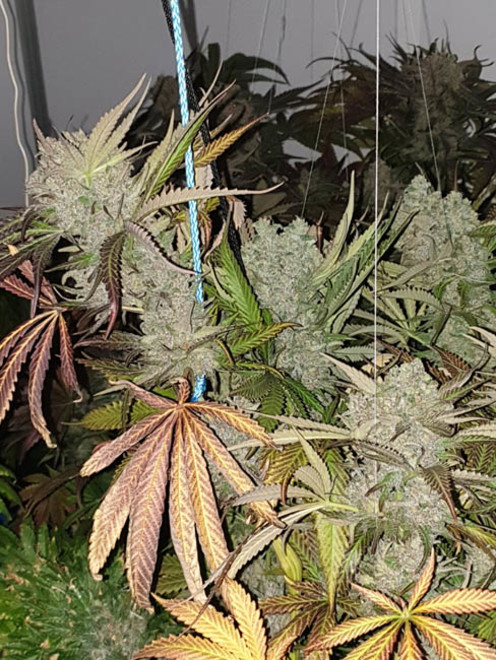 Monster Bud Kush (Zamnesia Seeds) femminizzata Monster Bud Kush (Zamnesia Seeds) femminizzata