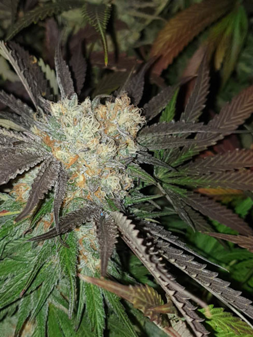 Monster Bud Kush (Zamnesia Seeds) femminizzata Monster Bud Kush (Zamnesia Seeds) femminizzata