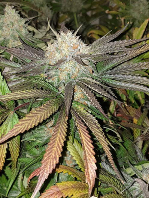 Monster Bud Kush (Zamnesia Seeds) femminizzata Monster Bud Kush (Zamnesia Seeds) femminizzata