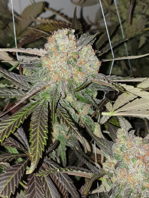 Monster Bud Kush (Zamnesia Seeds) femminizzata Monster Bud Kush (Zamnesia Seeds) femminizzata