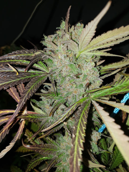 Monster Bud Kush (Zamnesia Seeds) femminizzata Monster Bud Kush (Zamnesia Seeds) femminizzata