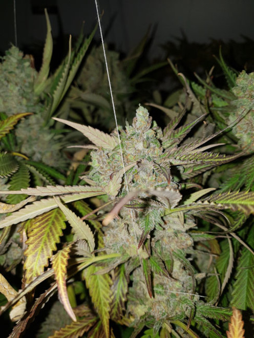 Monster Bud Kush (Zamnesia Seeds) femminizzata Monster Bud Kush (Zamnesia Seeds) femminizzata