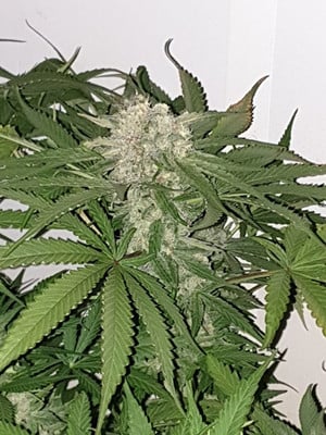 Quick Caramel XL (Zamnesia Seeds) femminizzata Quick Caramel XL (Zamnesia Seeds) femminizzata