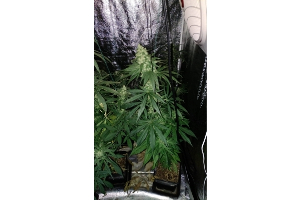 Sour Diesel (Zamnesia Seeds) femminizzata Sour Diesel (Zamnesia Seeds) femminizzata
