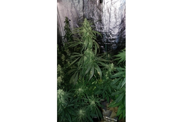 Sour Diesel (Zamnesia Seeds) femminizzata Sour Diesel (Zamnesia Seeds) femminizzata