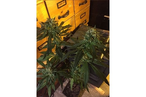 Sour Diesel (Zamnesia Seeds) femminizzata Sour Diesel (Zamnesia Seeds) femminizzata