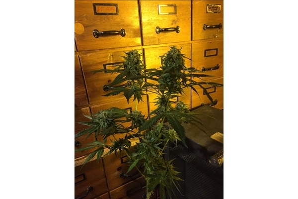 Sour Diesel (Zamnesia Seeds) femminizzata Sour Diesel (Zamnesia Seeds) femminizzata