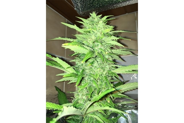 Sour Diesel (Zamnesia Seeds) femminizzata Sour Diesel (Zamnesia Seeds) femminizzata