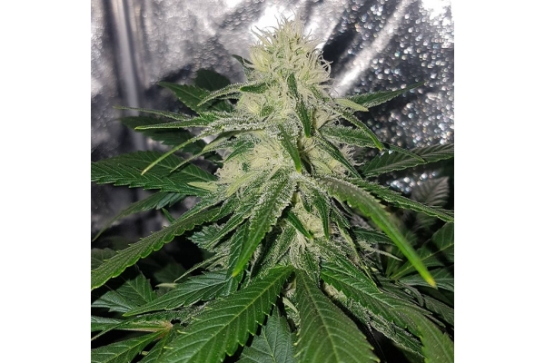 Choco Haze (Zamnesia Seeds) femminizzata Choco Haze (Zamnesia Seeds) femminizzata