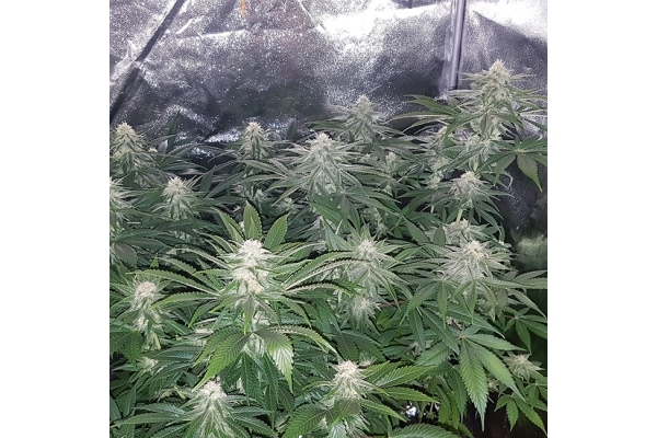 Choco Haze (Zamnesia Seeds) femminizzata Choco Haze (Zamnesia Seeds) femminizzata