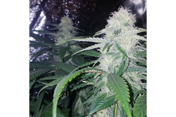 Choco Haze (Zamnesia Seeds) femminizzata Choco Haze (Zamnesia Seeds) femminizzata