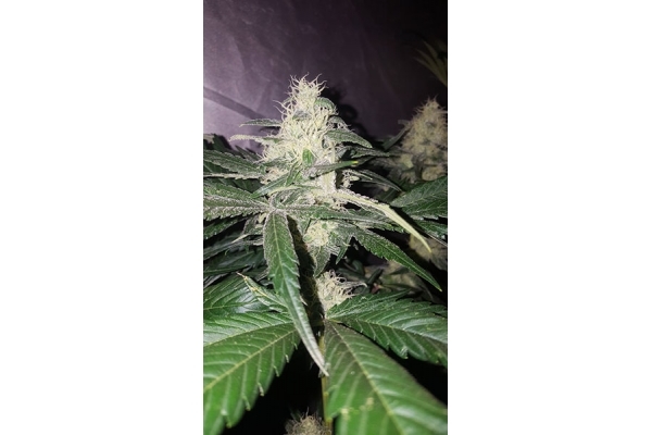Choco Haze (Zamnesia Seeds) femminizzata Choco Haze (Zamnesia Seeds) femminizzata