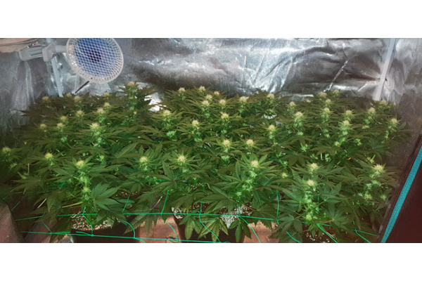 Choco Haze (Zamnesia Seeds) femminizzata Choco Haze (Zamnesia Seeds) femminizzata