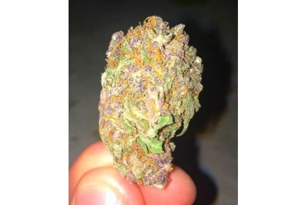 Blueberry Auto (Zamnesia Seeds) femminizzata Blueberry Auto (Zamnesia Seeds) femminizzata