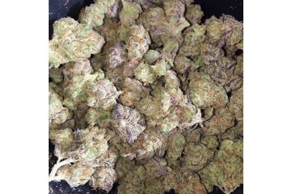 Blueberry Auto (Zamnesia Seeds) femminizzata Blueberry Auto (Zamnesia Seeds) femminizzata