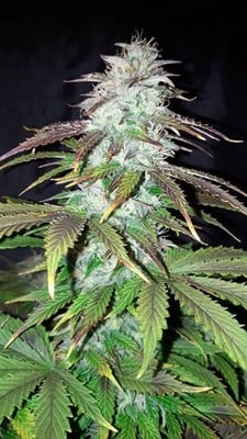 Blueberry Auto (Zamnesia Seeds) femminizzata Blueberry Auto (Zamnesia Seeds) femminizzata