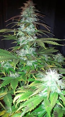 Blueberry Auto (Zamnesia Seeds) femminizzata Blueberry Auto (Zamnesia Seeds) femminizzata