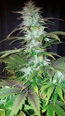 Blueberry Auto (Zamnesia Seeds) femminizzata Blueberry Auto (Zamnesia Seeds) femminizzata