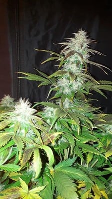 Blueberry Auto (Zamnesia Seeds) femminizzata Blueberry Auto (Zamnesia Seeds) femminizzata