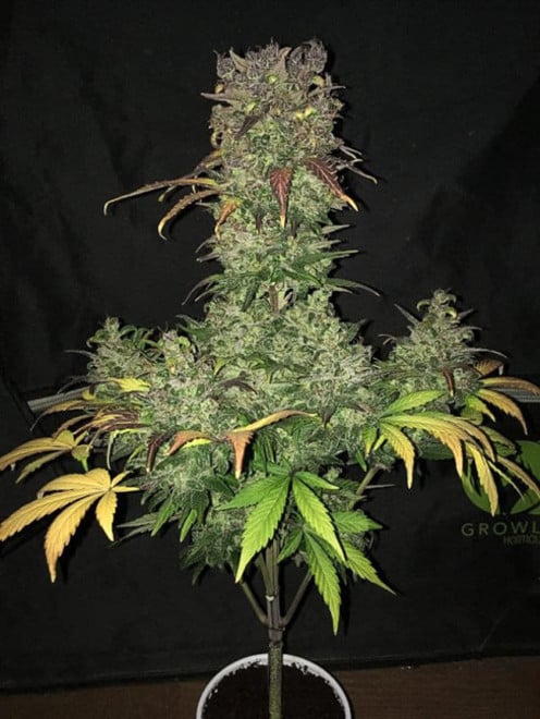 Blueberry Auto (Zamnesia Seeds) femminizzata Blueberry Auto (Zamnesia Seeds) femminizzata