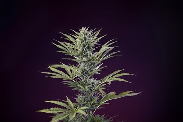 Sticky Beast Auto (Zamnesia Seeds) Femminizzata Sticky Beast Auto (Zamnesia Seeds) Femminizzata