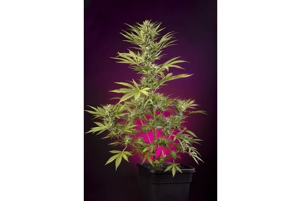 Sticky Beast Auto (Zamnesia Seeds) Femminizzata Sticky Beast Auto (Zamnesia Seeds) Femminizzata