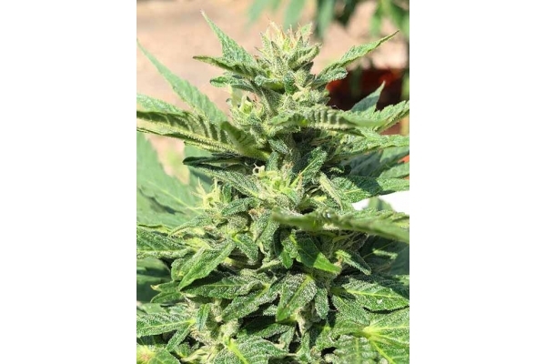 Sticky Beast Auto (Zamnesia Seeds) Femminizzata Sticky Beast Auto (Zamnesia Seeds) Femminizzata