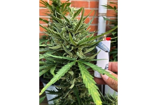 Sticky Beast Auto (Zamnesia Seeds) Femminizzata Sticky Beast Auto (Zamnesia Seeds) Femminizzata