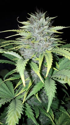 Sticky Beast Auto (Zamnesia Seeds) Femminizzata Sticky Beast Auto (Zamnesia Seeds) Femminizzata