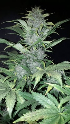 Sticky Beast Auto (Zamnesia Seeds) Femminizzata Sticky Beast Auto (Zamnesia Seeds) Femminizzata