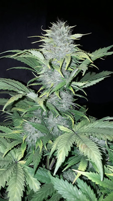 Sticky Beast Auto (Zamnesia Seeds) Femminizzata Sticky Beast Auto (Zamnesia Seeds) Femminizzata