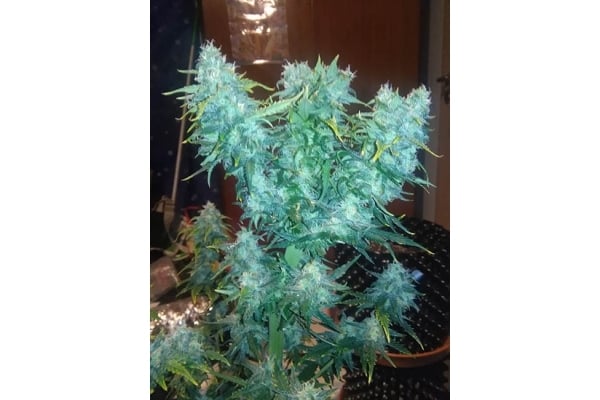 Diesel Auto (Zamnesia Seeds) femminizzata Diesel Auto (Zamnesia Seeds) femminizzata