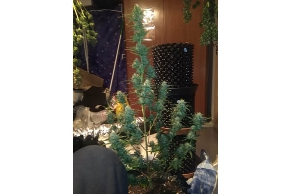 Diesel Auto (Zamnesia Seeds) femminizzata Diesel Auto (Zamnesia Seeds) femminizzata