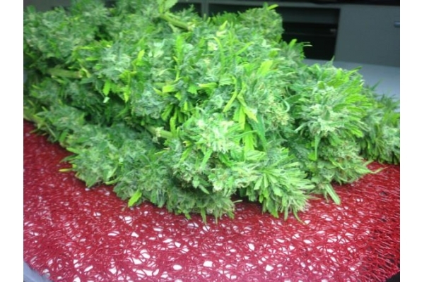 Crystal M.E.T.H. (Dr. Underground) femminizzata