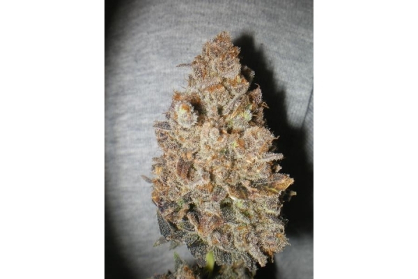 Melon Gum (Dr. Underground) Femminizzata