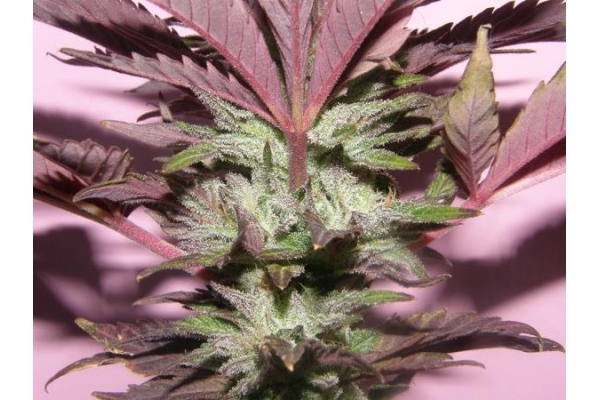 Melon Gum (Dr. Underground) Femminizzata
