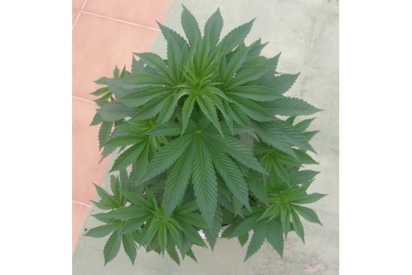 PainKiller (Dr. Underground) femminizzata PainKiller (Dr. Underground) femminizzata