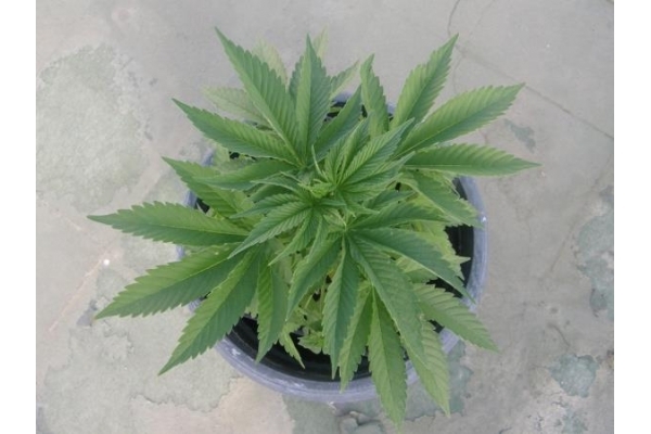 PainKiller (Dr. Underground) femminizzata