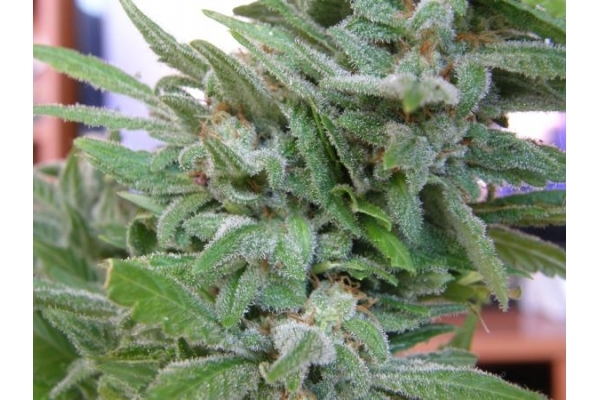 Brooklyn Mango (Dr. Underground) femminizzata