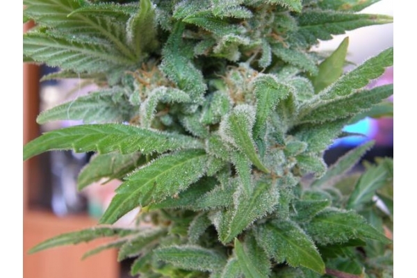 Brooklyn Mango (Dr. Underground) femminizzata