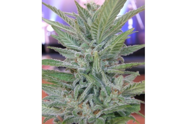 Brooklyn Mango (Dr. Underground) femminizzata