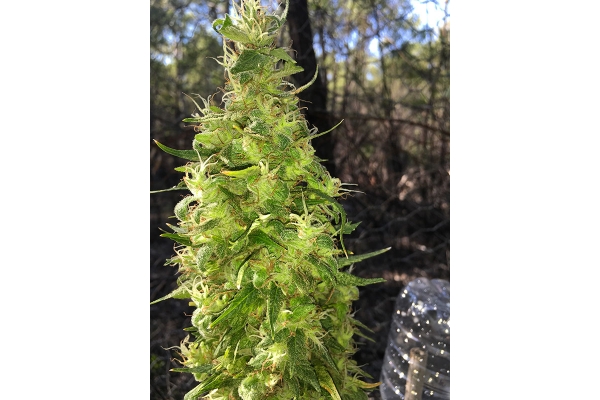 OG Kush (Silent Seeds) femminizzata OG Kush (Silent Seeds) femminizzata