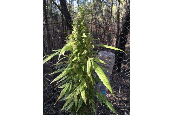 OG Kush (Silent Seeds) femminizzata OG Kush (Silent Seeds) femminizzata