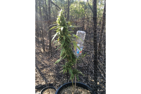 OG Kush (Silent Seeds) femminizzata OG Kush (Silent Seeds) femminizzata